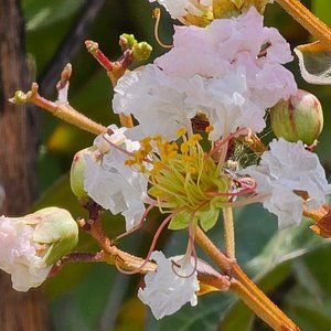 Meet your Posher, Britni